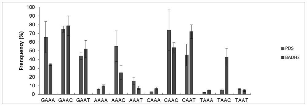 SpCas9-NRRH mutant for identifying specific sites in rice gene targeting and application thereof