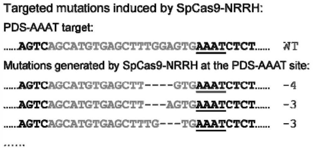 SpCas9-NRRH mutant for identifying specific sites in rice gene targeting and application thereof