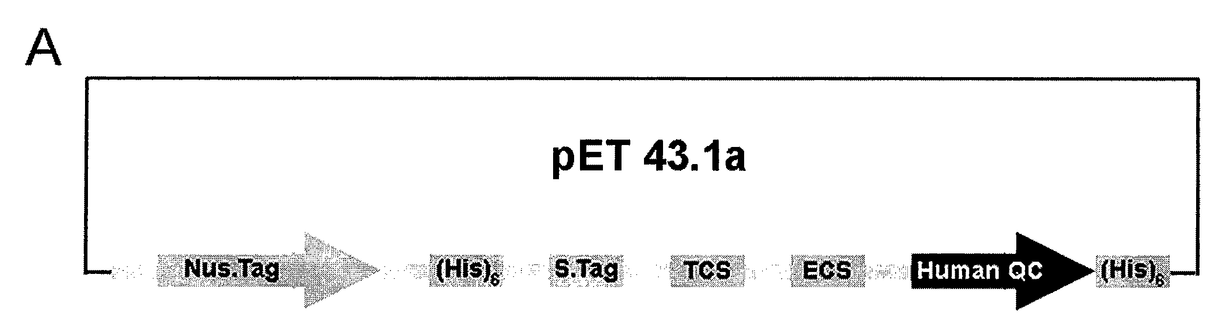 Express system of soluble glutaminyl cyclase