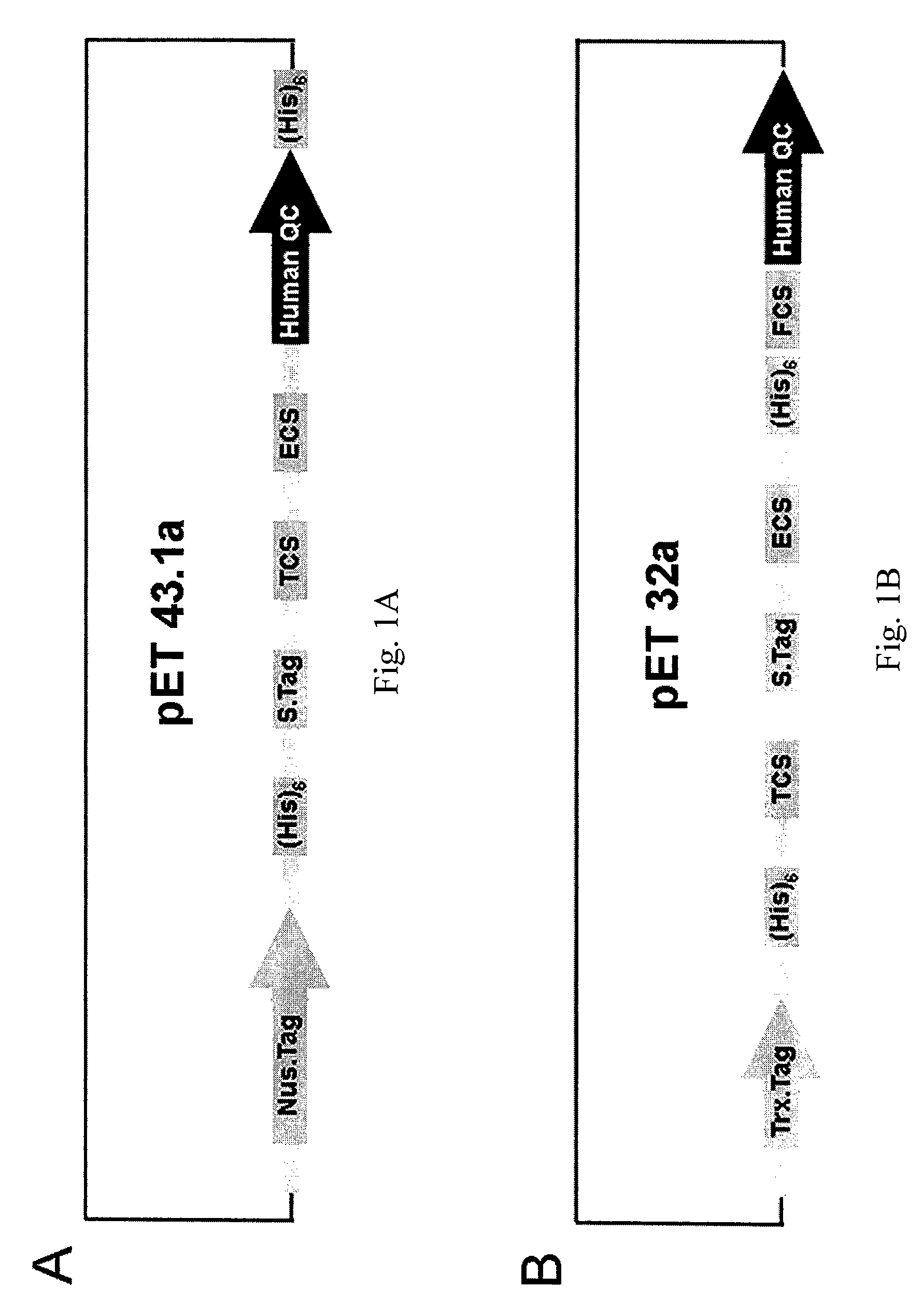 Express system of soluble glutaminyl cyclase