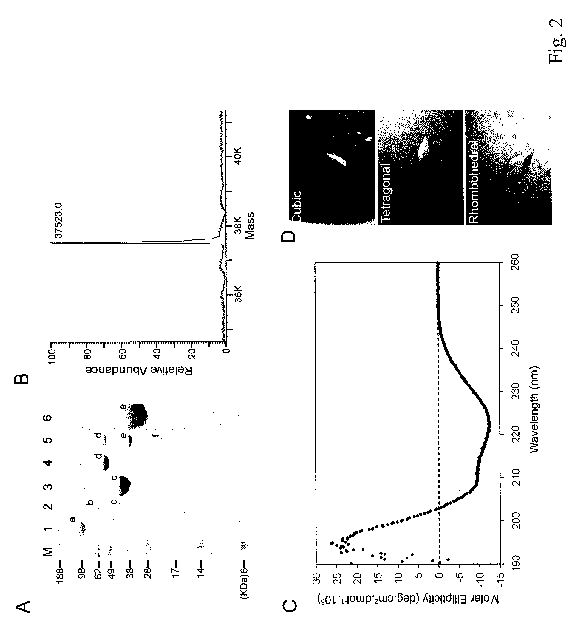 Express system of soluble glutaminyl cyclase