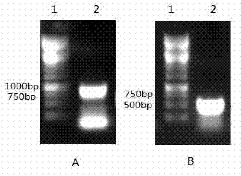 Calreticulin-soluble programmed death receptor 1 fusion protein, and preparation method and purpose thereof