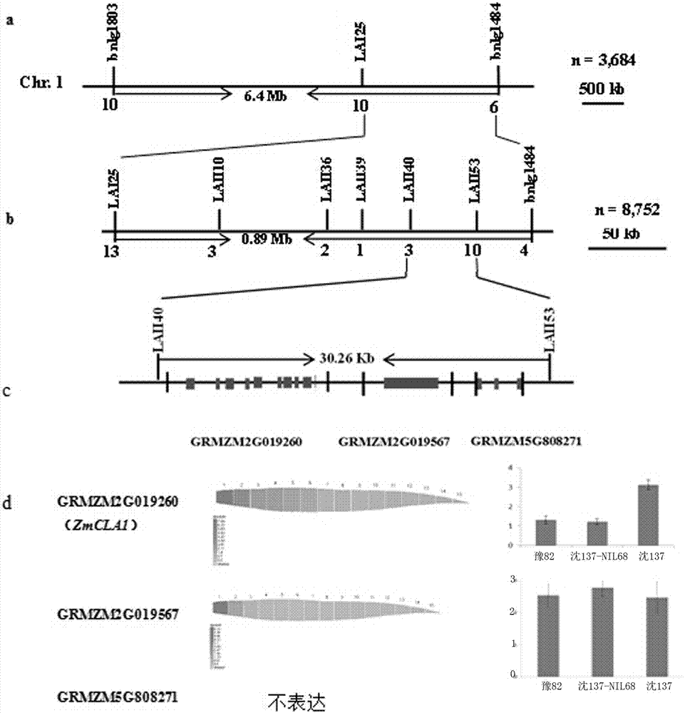 The zmcla1 gene controlling the size of the included angle of maize leaves and its method and application in breeding dense plant-tolerant maize