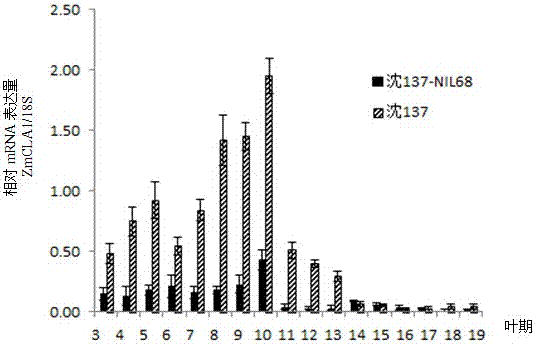 The zmcla1 gene controlling the size of the included angle of maize leaves and its method and application in breeding dense plant-tolerant maize