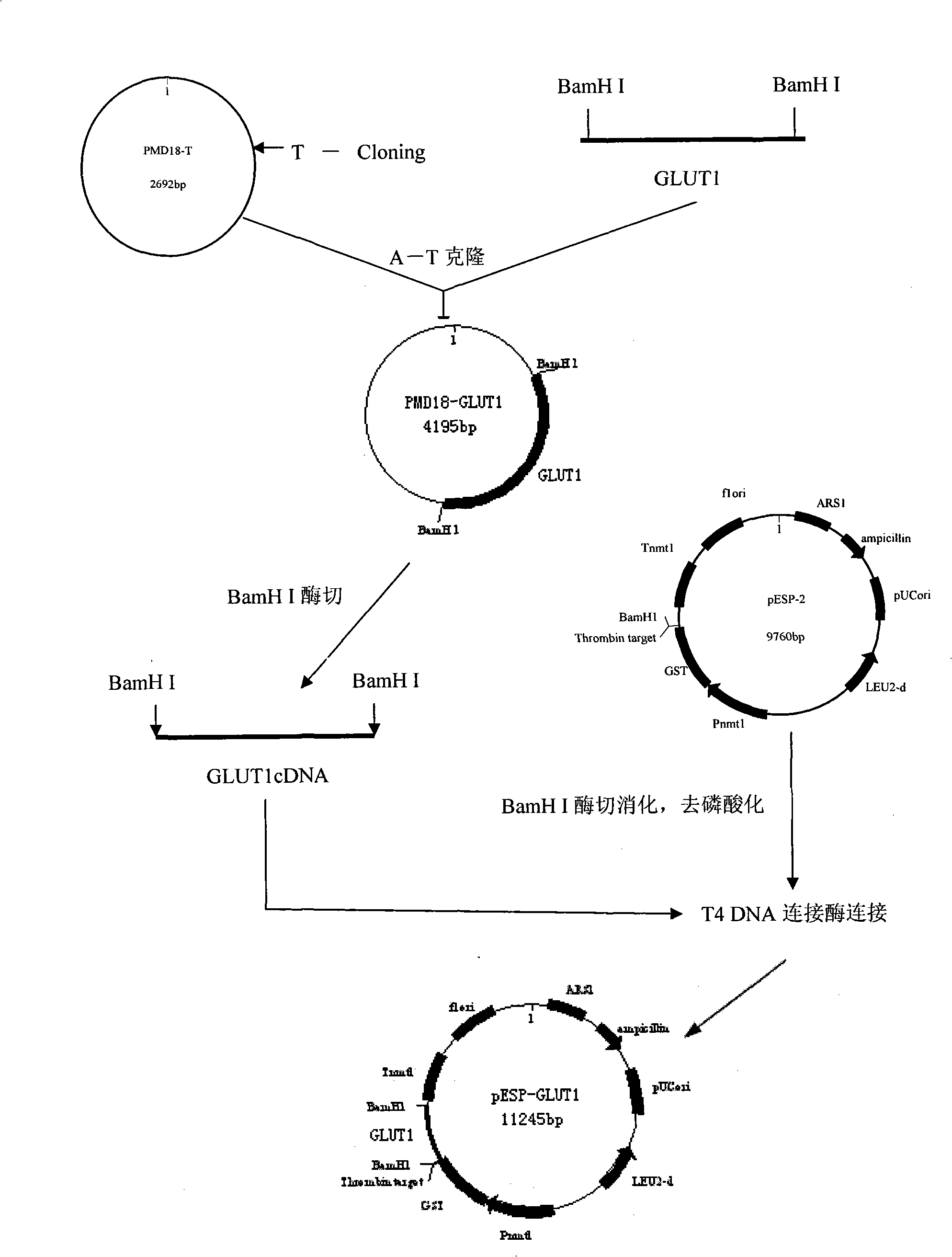 Process for heterologously expressing and purifying human glucose transporters GLUT1, GLUT2 and GLUT3