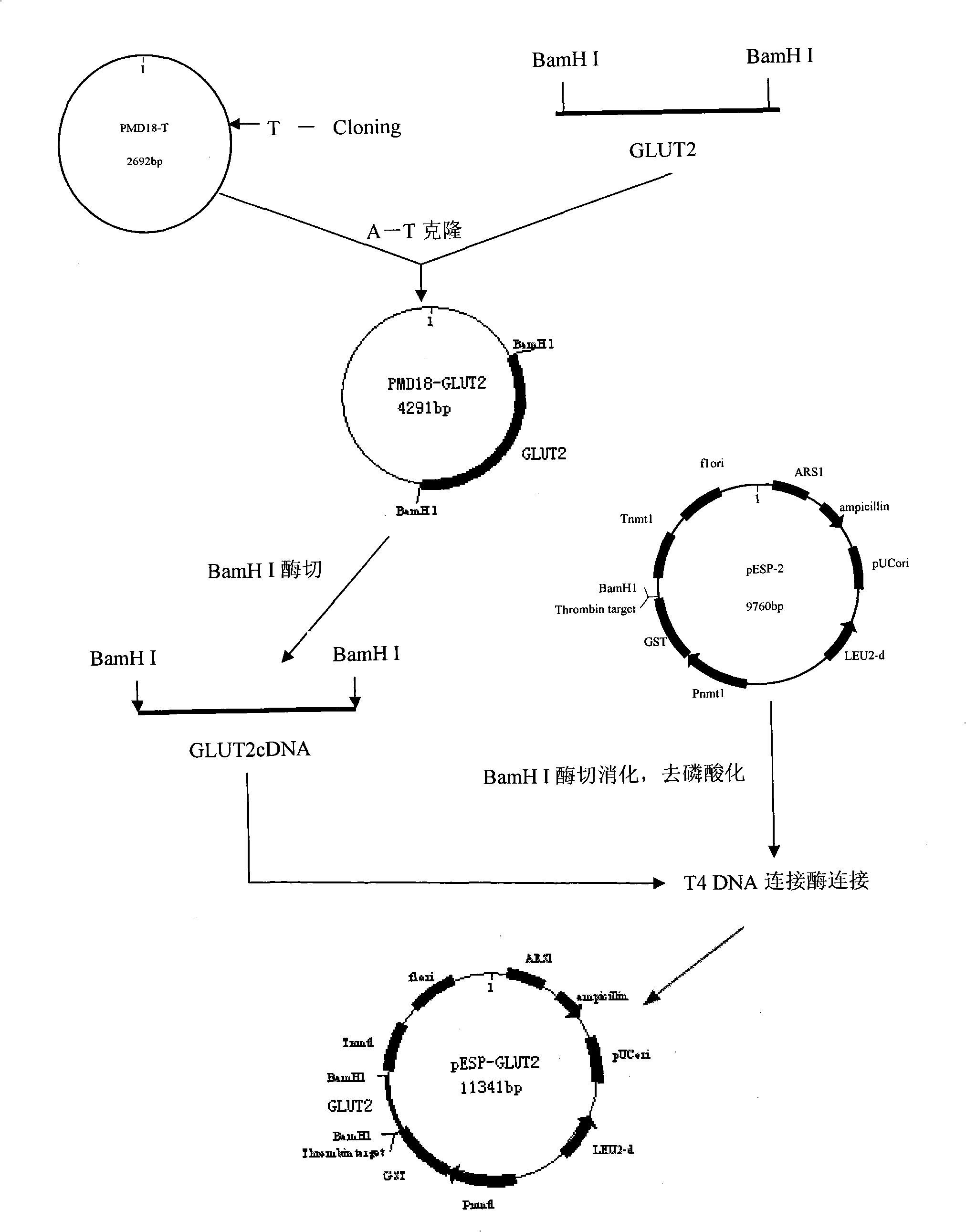 Process for heterologously expressing and purifying human glucose transporters GLUT1, GLUT2 and GLUT3