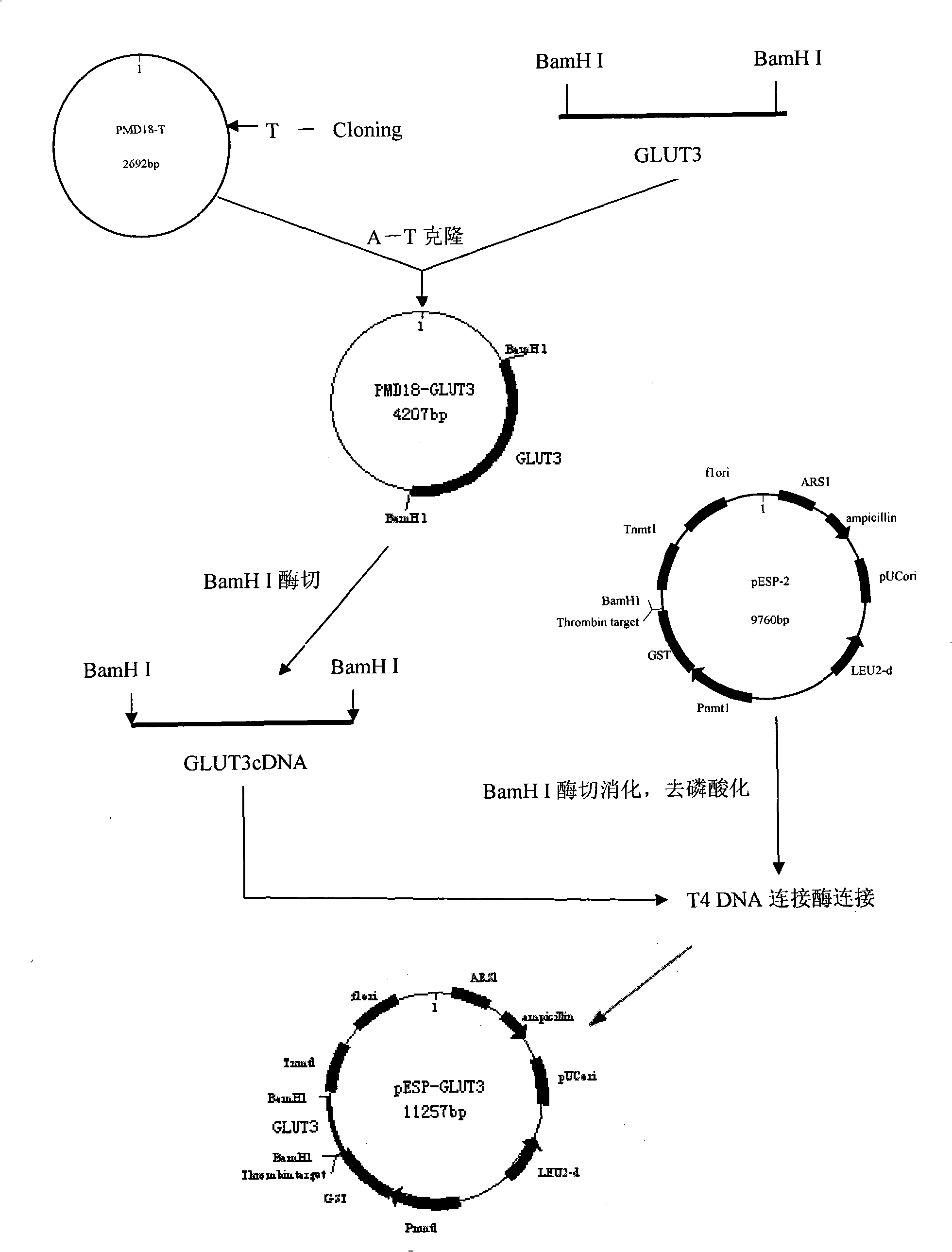 Process for heterologously expressing and purifying human glucose transporters GLUT1, GLUT2 and GLUT3