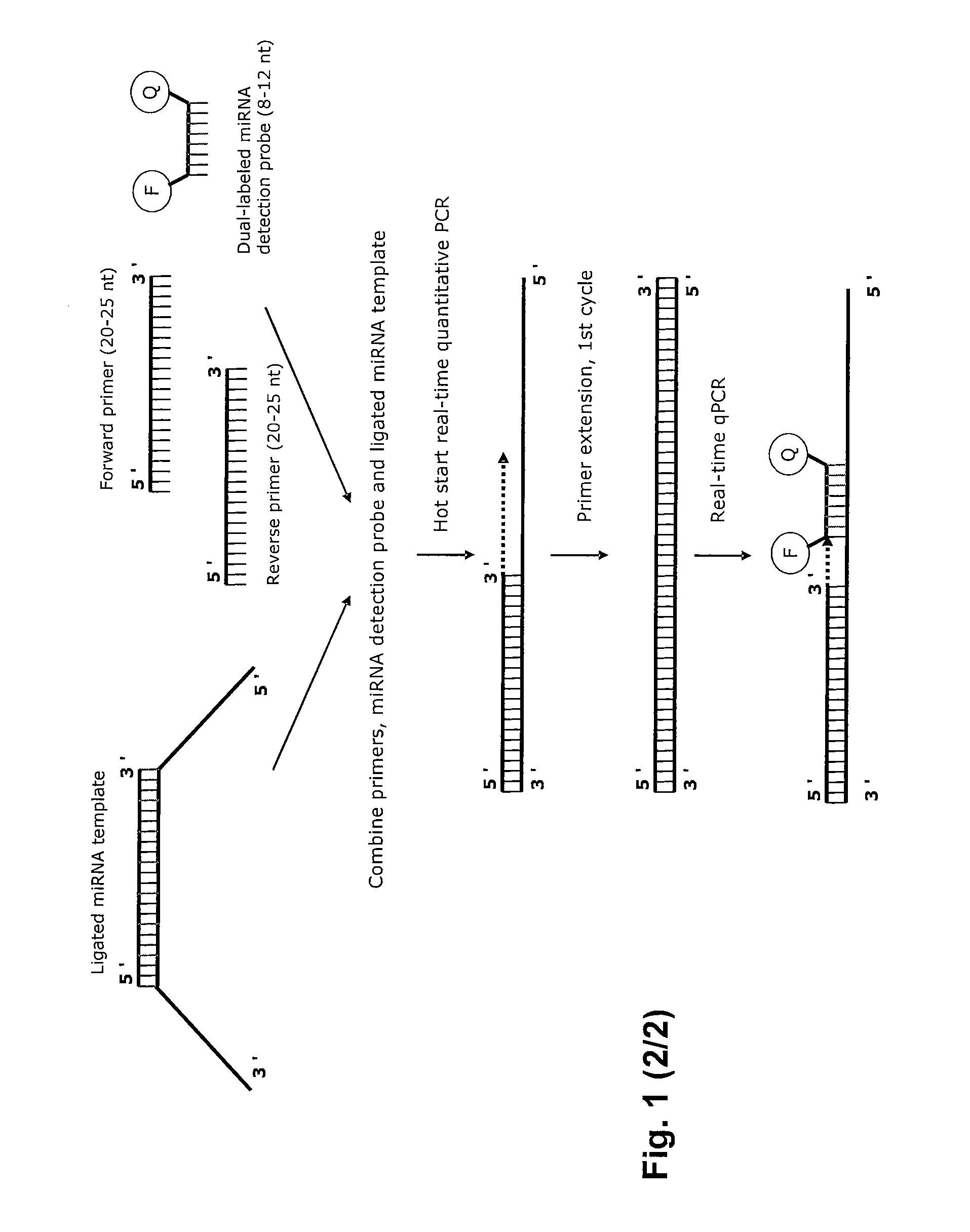 Novel methods for quantification of micrornas and small interfering rnas