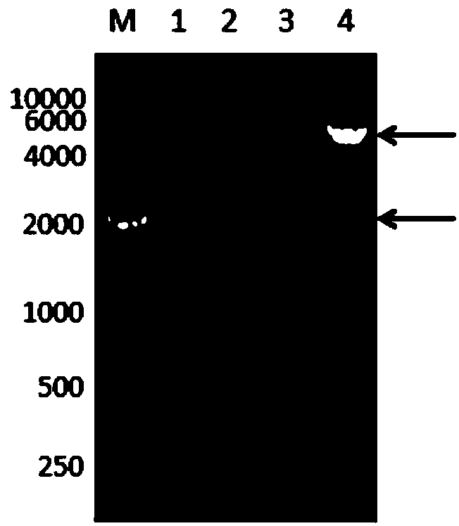 Method for high-efficiency expression of maltogenic amylase in bacillus subtilis