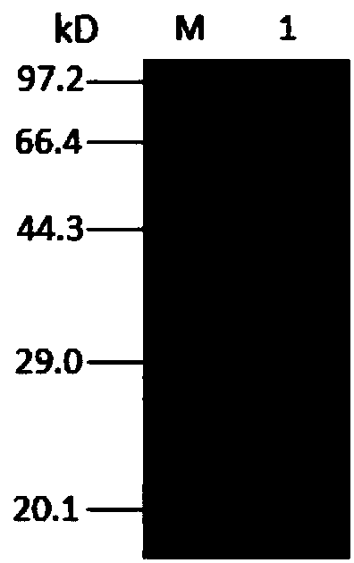 Method for high-efficiency expression of maltogenic amylase in bacillus subtilis