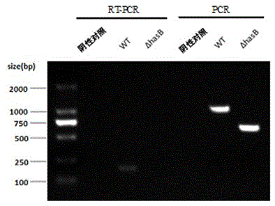 Capsule deficiency type Streptococcus equi subsp. zooepidemicus attenuated vaccine strain and preparation method thereof