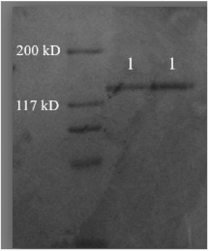 Preparation method of cartilage extract containing non-denatured type II collagen