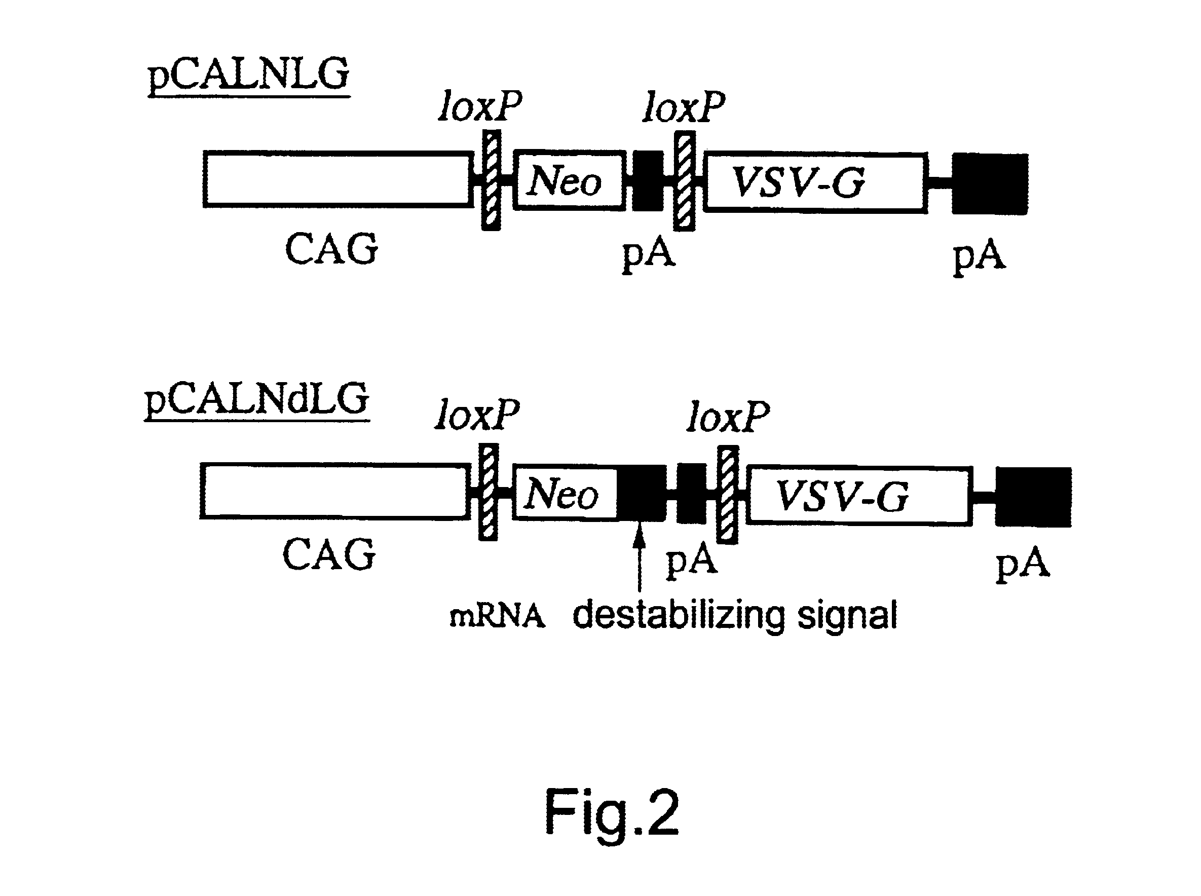 Method for preparing retrovirus vector for gene therapy