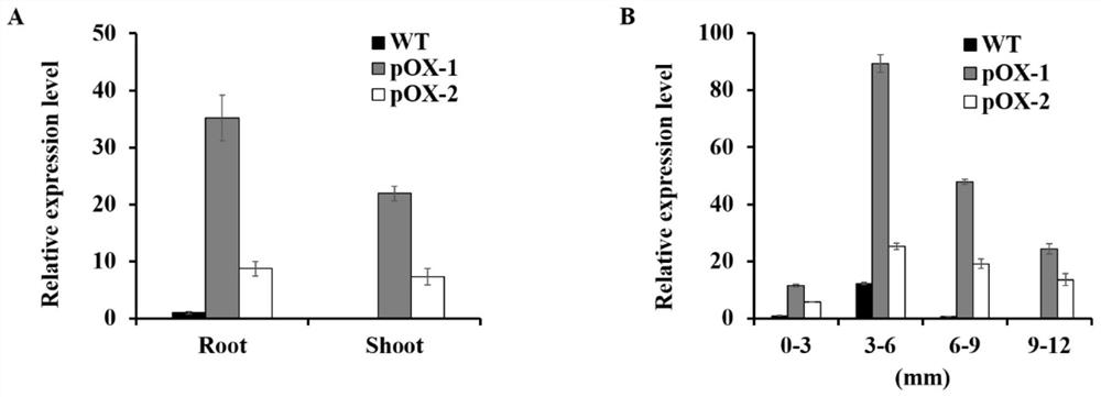 Rice OsCASP1 gene and application thereof