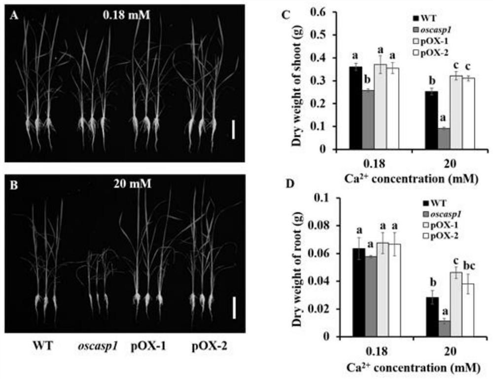 Rice OsCASP1 gene and application thereof