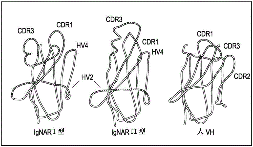 Synthetic library of specific binding molecules