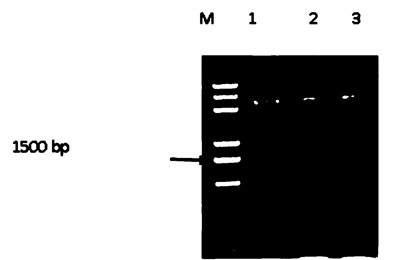 Agrobacterium rhizogenes-mediated transgene Stevia rebaudiana genetic transformation method