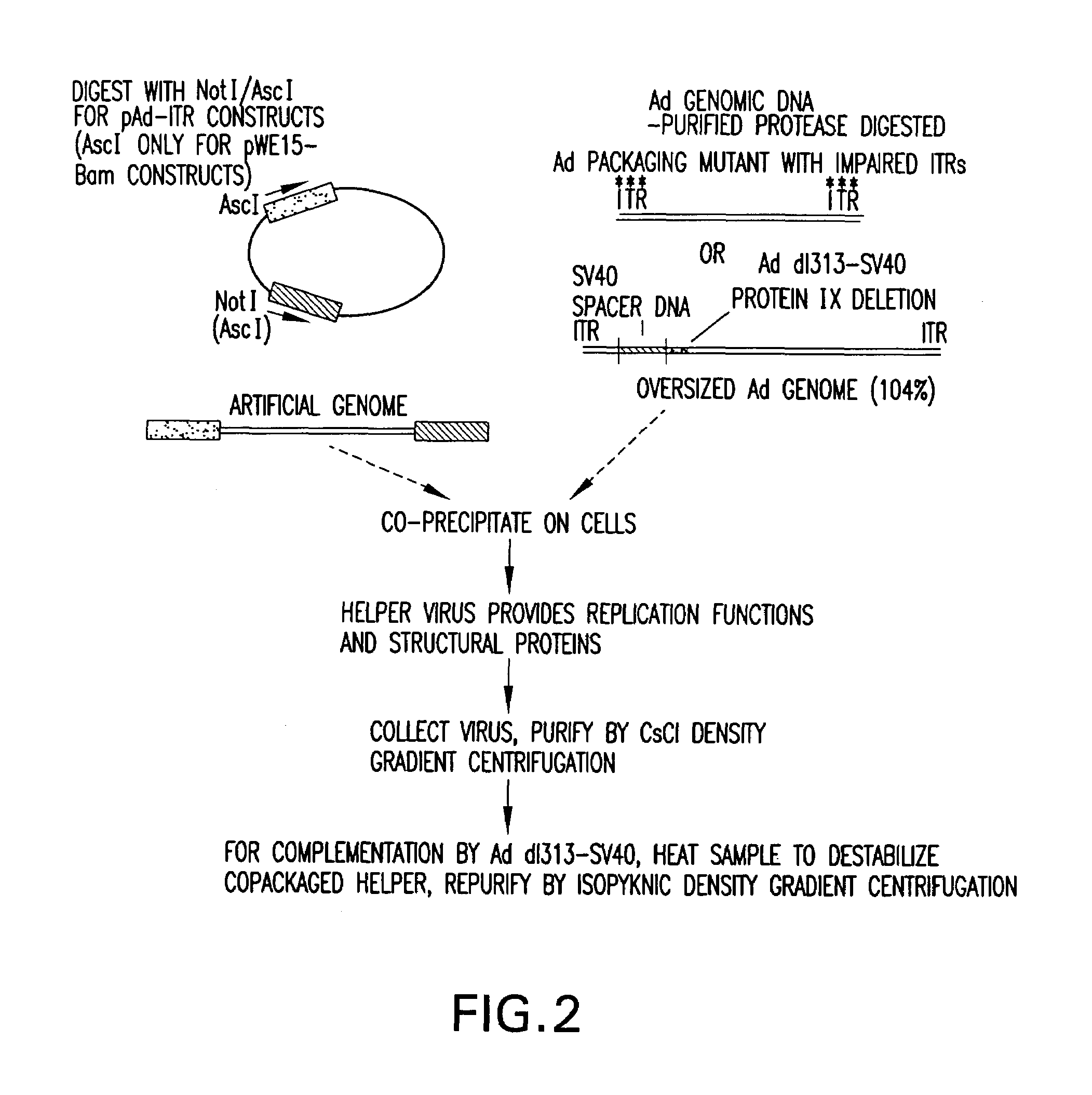 Recombinant adenoviral vector system