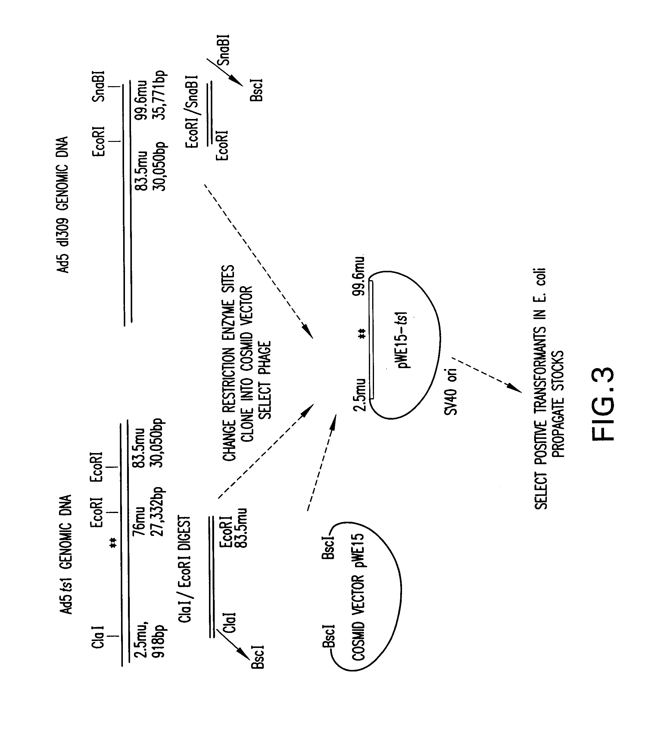 Recombinant adenoviral vector system