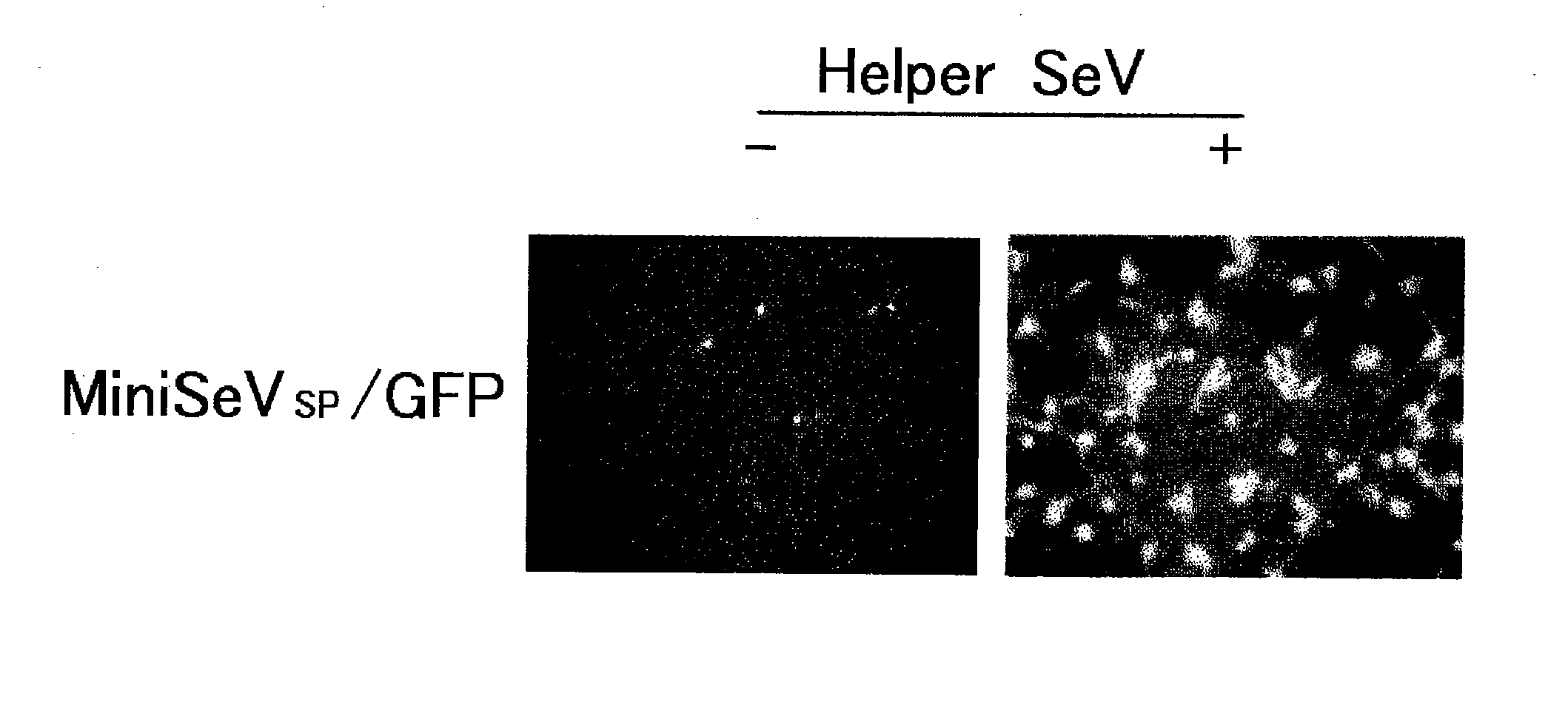 Non-replicating paramyxoviridae virus vector