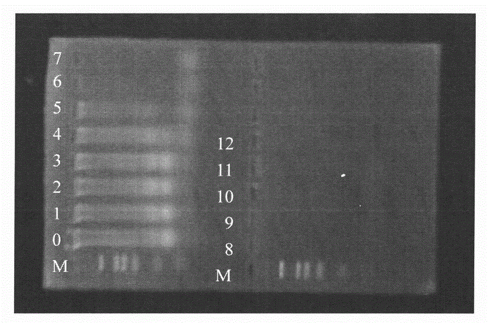 Primer group for detecting Yersinia pestis, rapid diagnosis kit and detection method