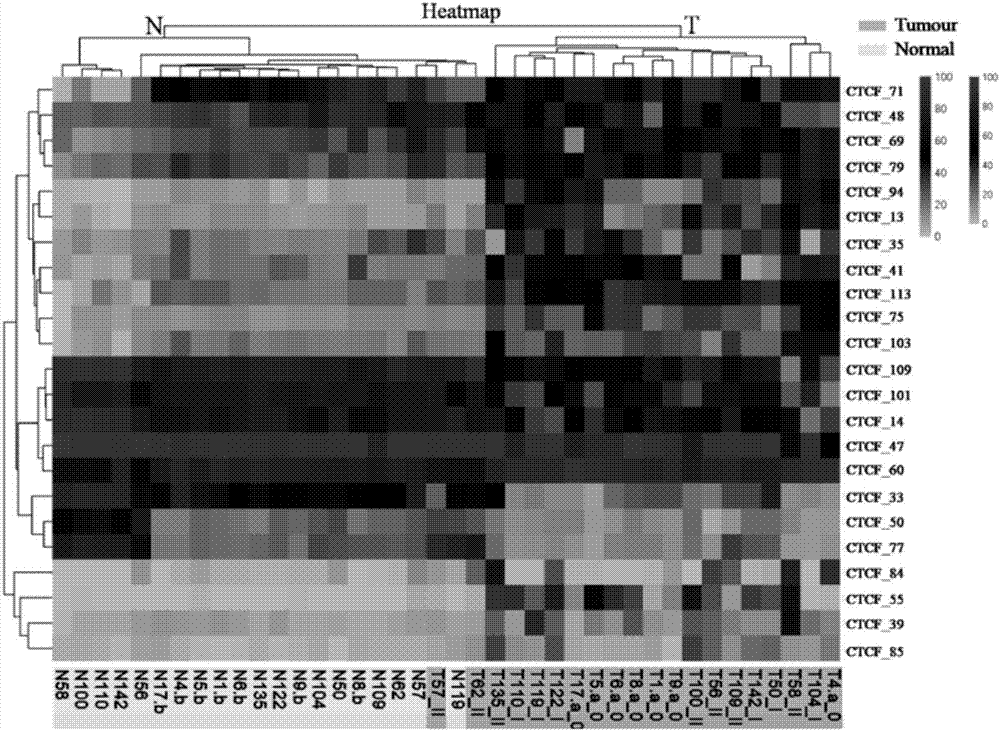 Application of DNA binding site CTCF_113 of multifunctional transcriptional regulatory factor CTCF