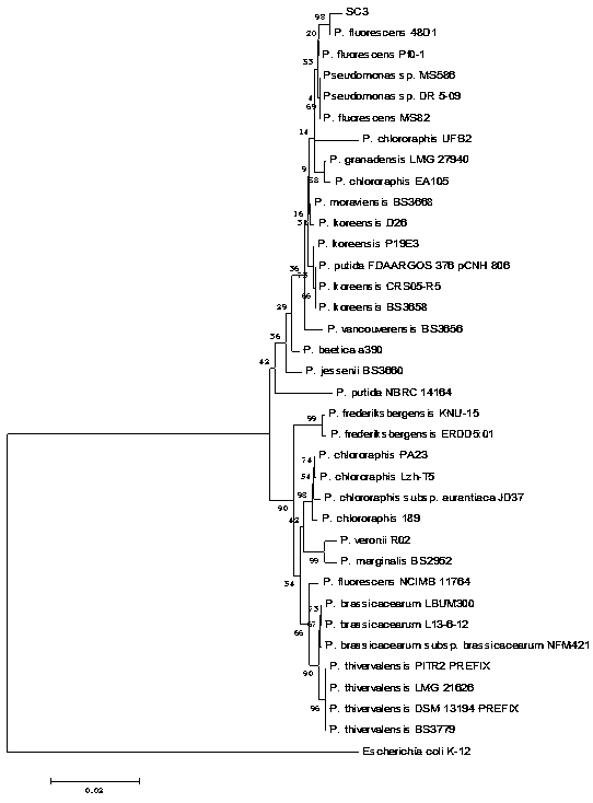 Pseudomonas fluorescens SC3 and application thereof in preventing and controlling bacterial soft rot of crops