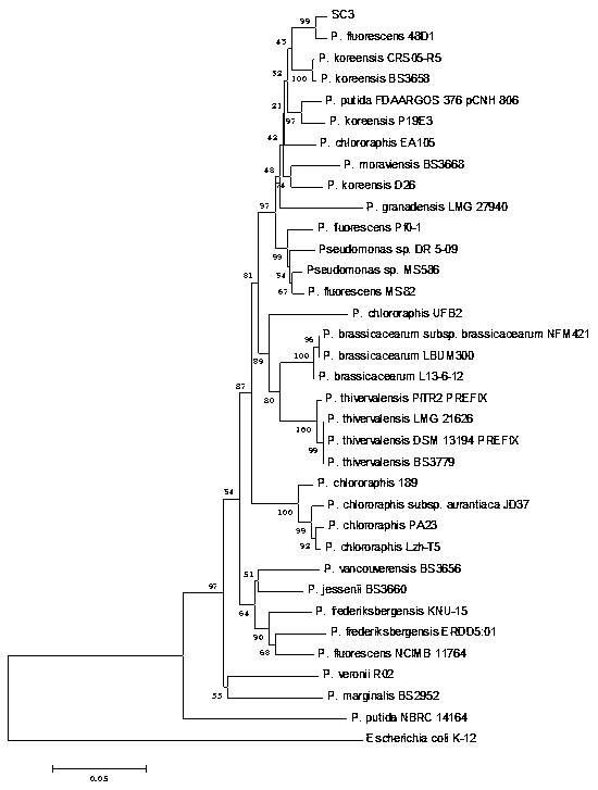 Pseudomonas fluorescens SC3 and application thereof in preventing and controlling bacterial soft rot of crops