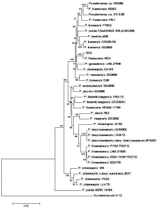 Pseudomonas fluorescens SC3 and application thereof in preventing and controlling bacterial soft rot of crops