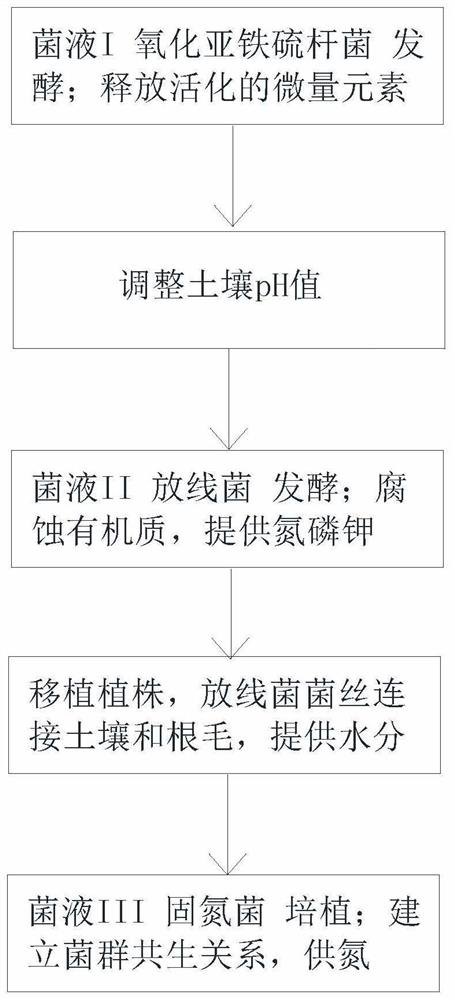 Bacteria solution group for improving the survival rate of superficial root plant transplantation and its preparation and use method