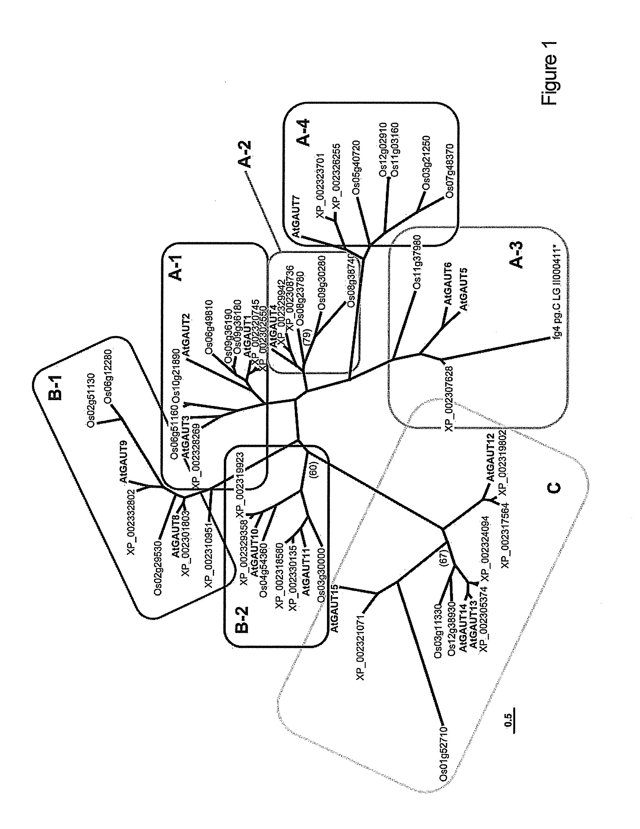 Plants with altered cell wall biosynthesis and methods of use