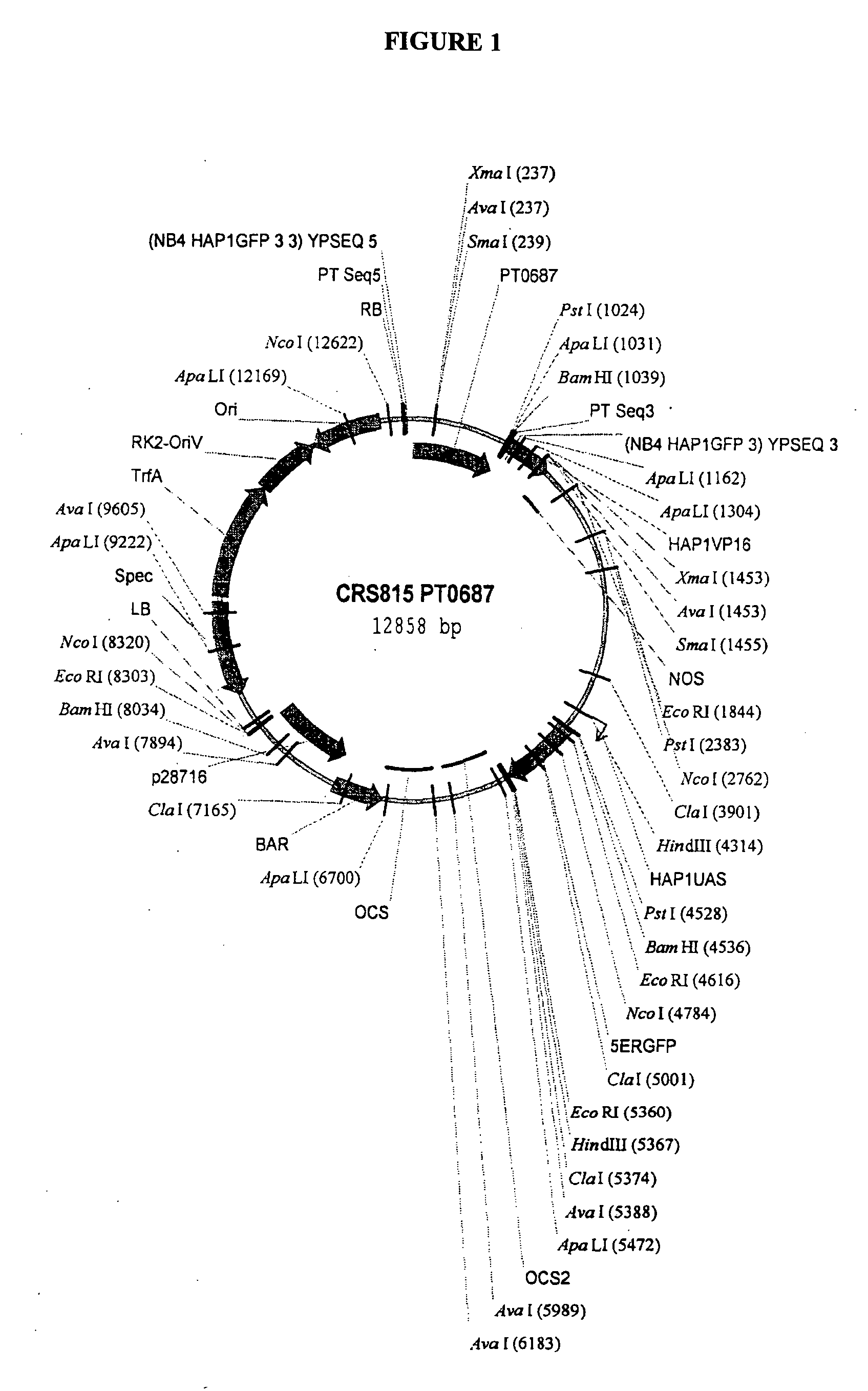 Shade responsive promoter, promoter control elements, and combinations, and uses thereof