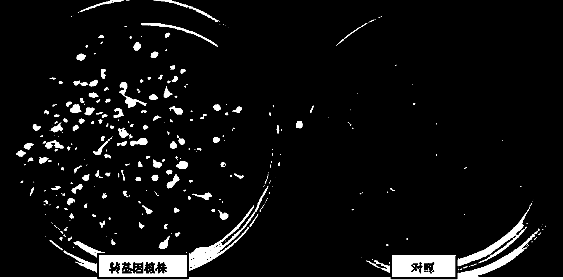 Heavy metal binding protein gene from Methylobacterium extorquens, and its anti-heavy metal application