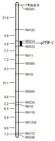 QTL mining and application of excellent salt-tolerant rice resources