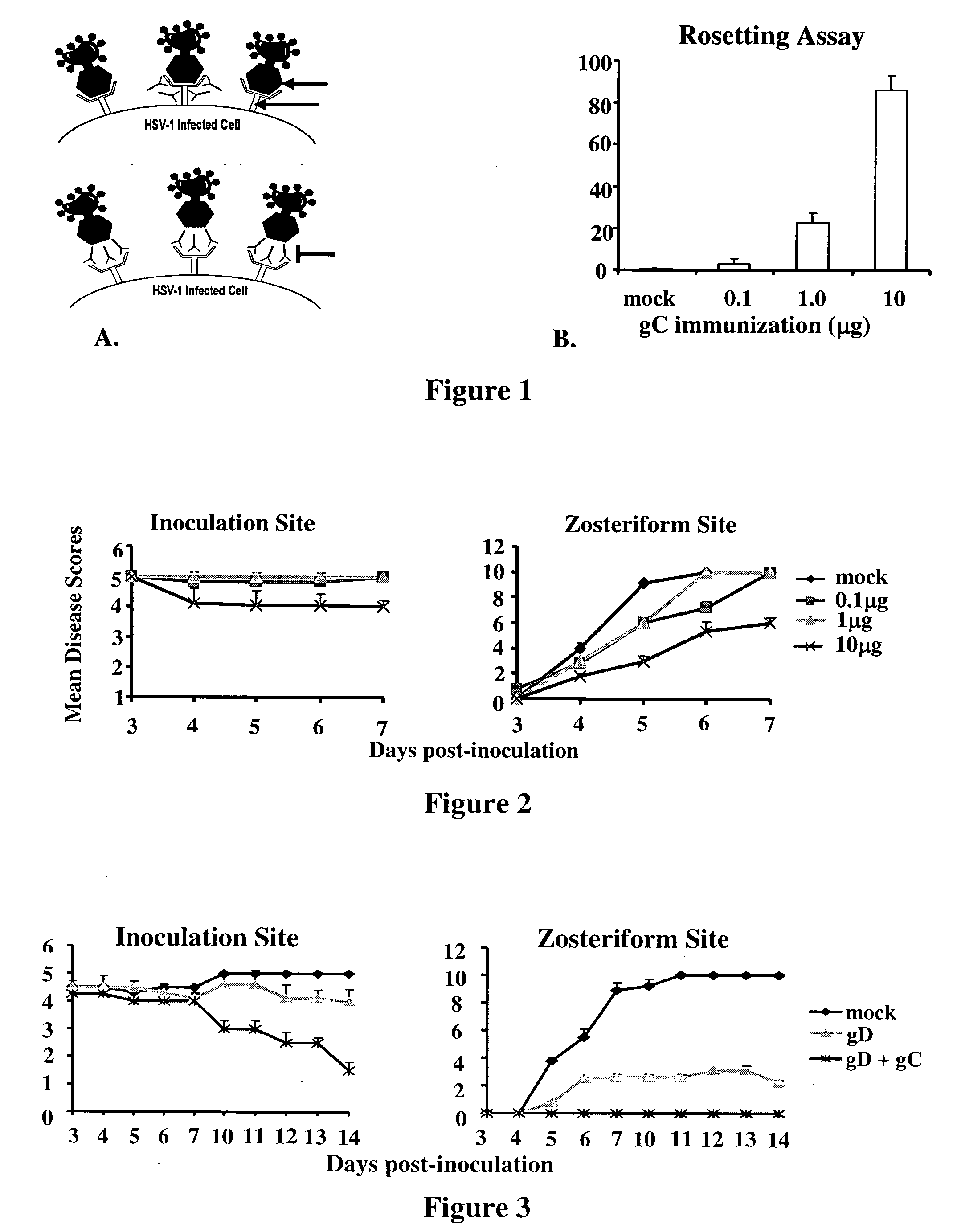 Herpes simplex virus combined subunit vaccines and methods of use thereof