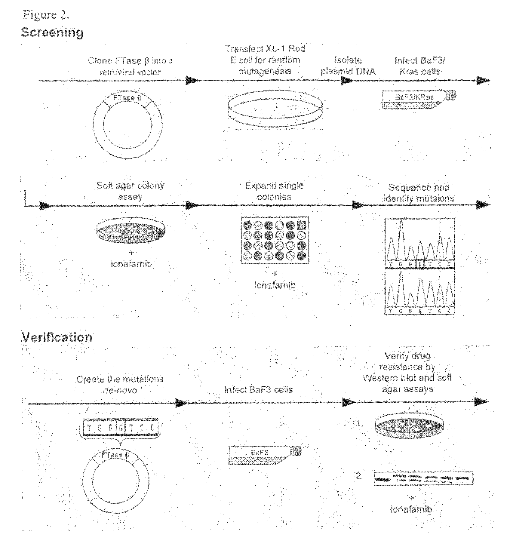 Methods for the Treatment of Disease