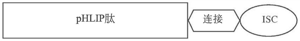 pHLIP-MEDIATED INTRACELLULAR DELIVERY OF IMMUNO-STIMULATORY COMPOUNDS