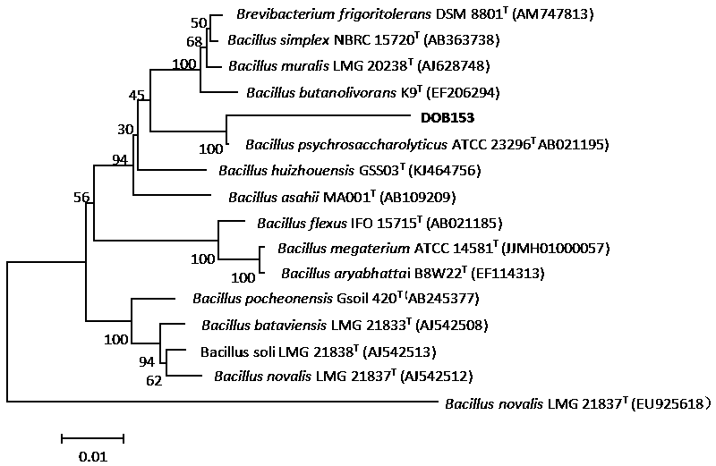 A desert oligotrophic bacterium dob153 and its application in sand fixation