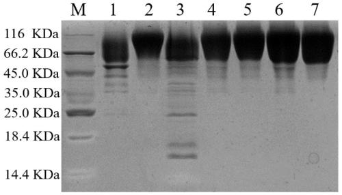 Glucose dehydrogenase mutant and preparation method thereof