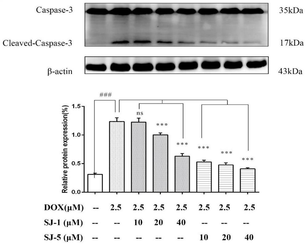 Use of the alkaloid compound hip in the preparation of products for preventing and/or treating heart damage