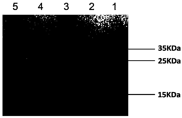 Recombinant lactococcus lactis for intracellular expression of peanut allergen and application thereof