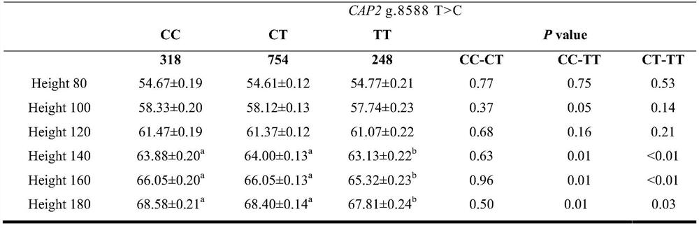 Molecular marker related to sheep height and application thereof