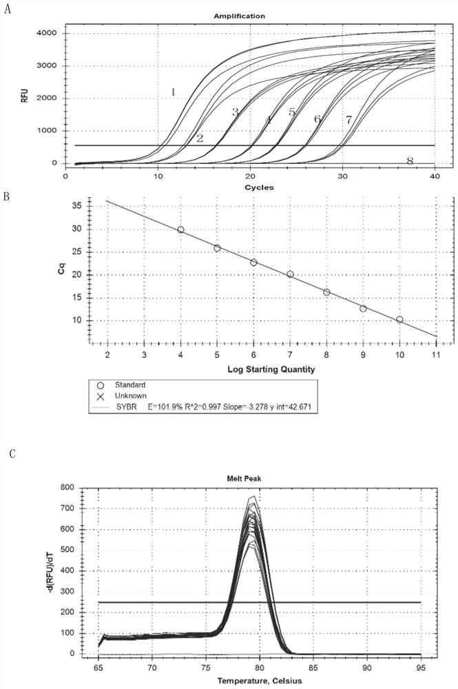 A fluorescent quantitative PCR primer and kit for detecting Seneca virus type A