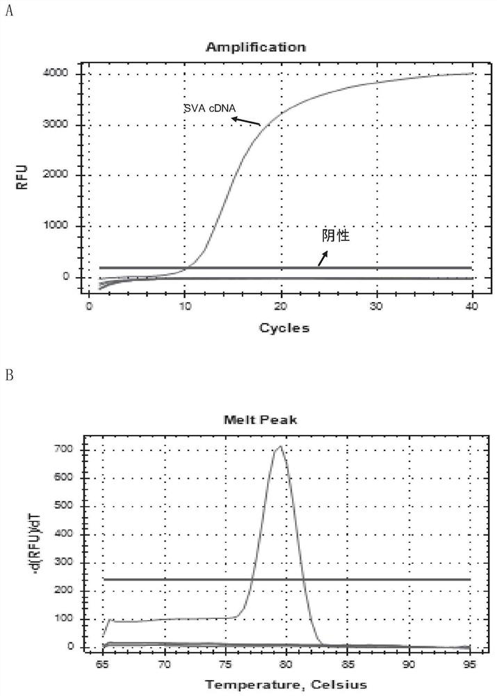 A fluorescent quantitative PCR primer and kit for detecting Seneca virus type A