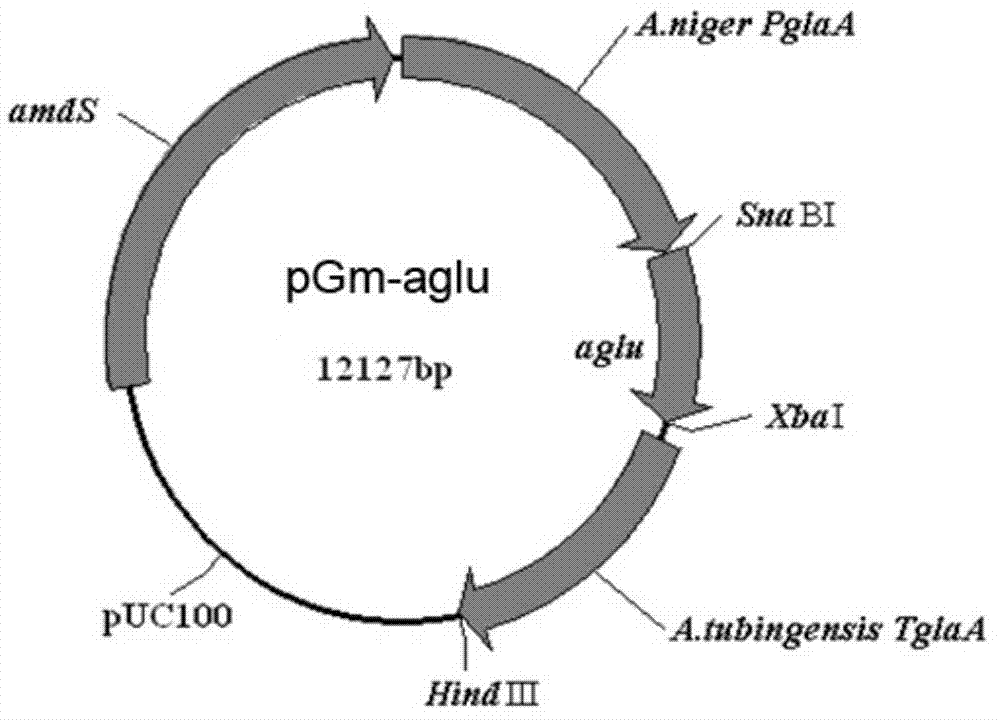 Alpha-glucosidase and application of alpha-glucosidase