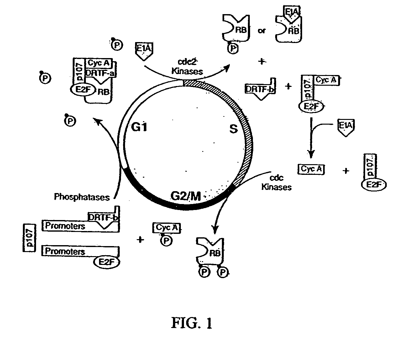 Conditionally replicative adenovirus to target the Rb and Rb-related pathways