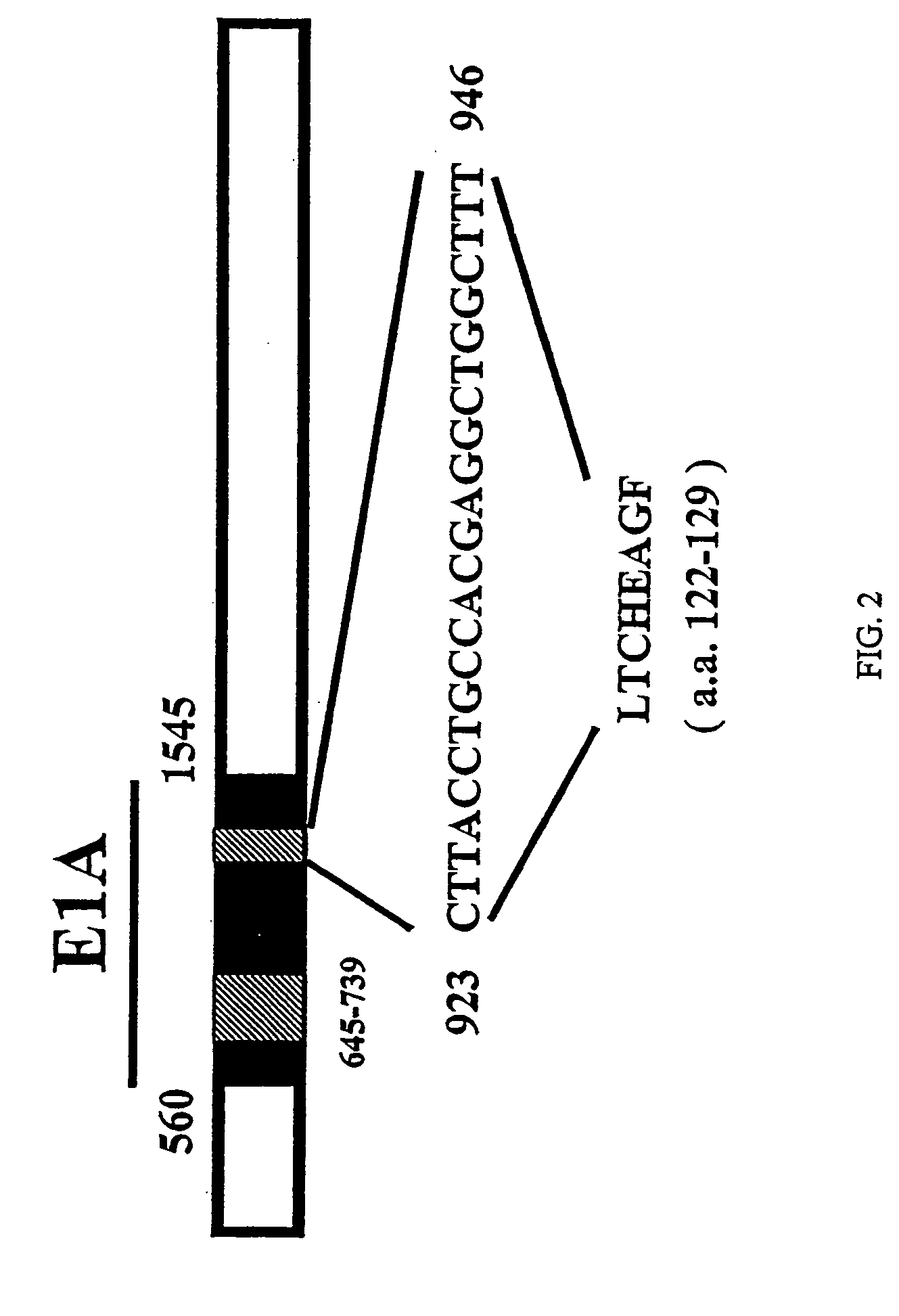 Conditionally replicative adenovirus to target the Rb and Rb-related pathways