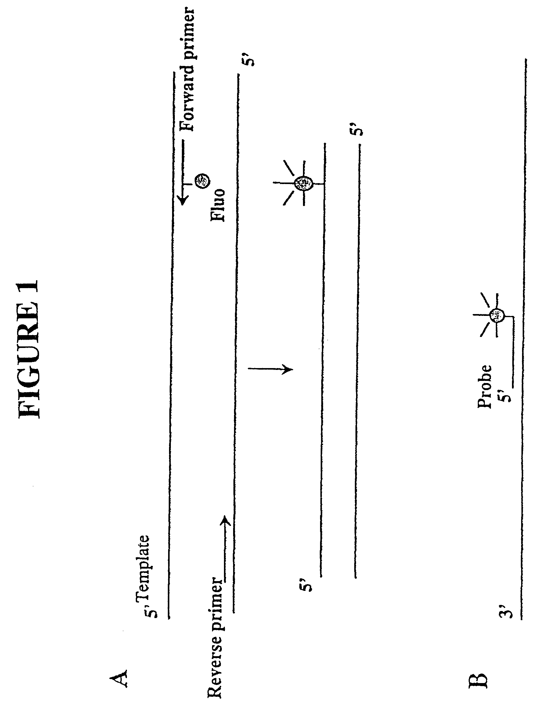 Primers and methods for the detection and discrimination of nucleic acids