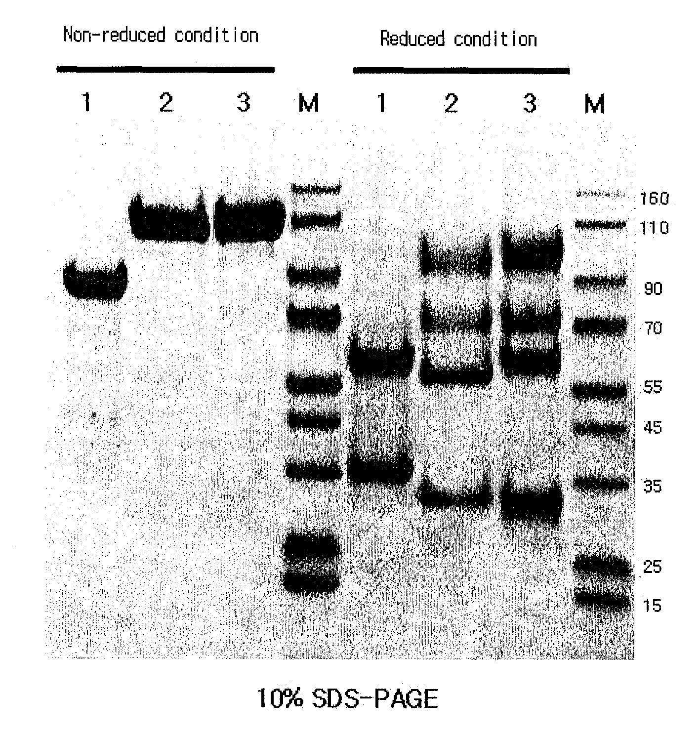 Immunoglobulin fc fragment modified by non-peptide polymer and pharmaceutical composition comprising the same