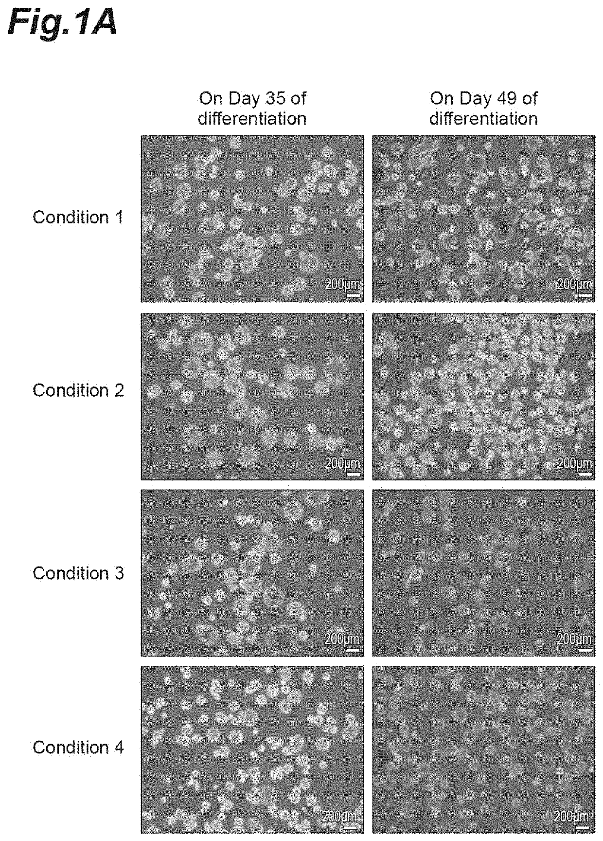 Method for Producing Cell Aggregate Including Glial Progenitor Cells